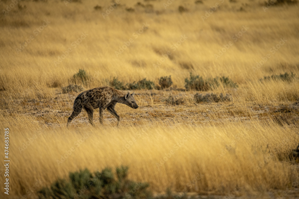 Hyena of Etosha Park, Namibia