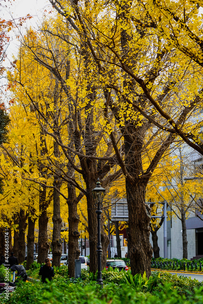 秋の横浜　山下公園通りのイチョウ並木（神奈川県横浜市）
