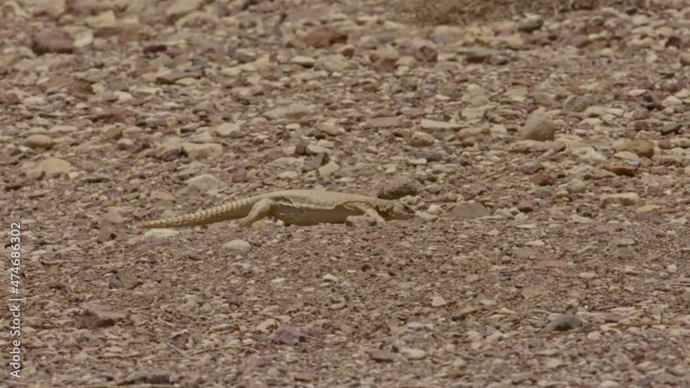 Egyptian spiny-tailed lizard (Uromastyx aegyptia) Walking in the desert Egyptian spiny-tailed lizard (Uromastyx aegyptia) Walking in the desert