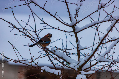 Fototapeta Naklejka Na Ścianę i Meble -  zima śnieg piękne zwierzęta sarny ptaki 