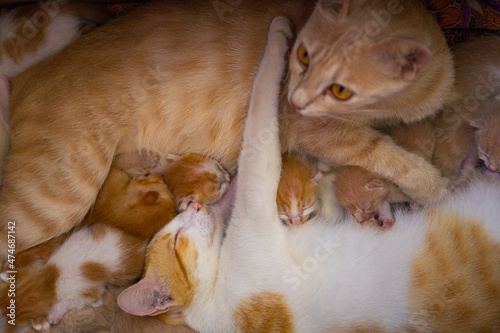 Fototapeta Naklejka Na Ścianę i Meble -  Dometic cat family with their kittens