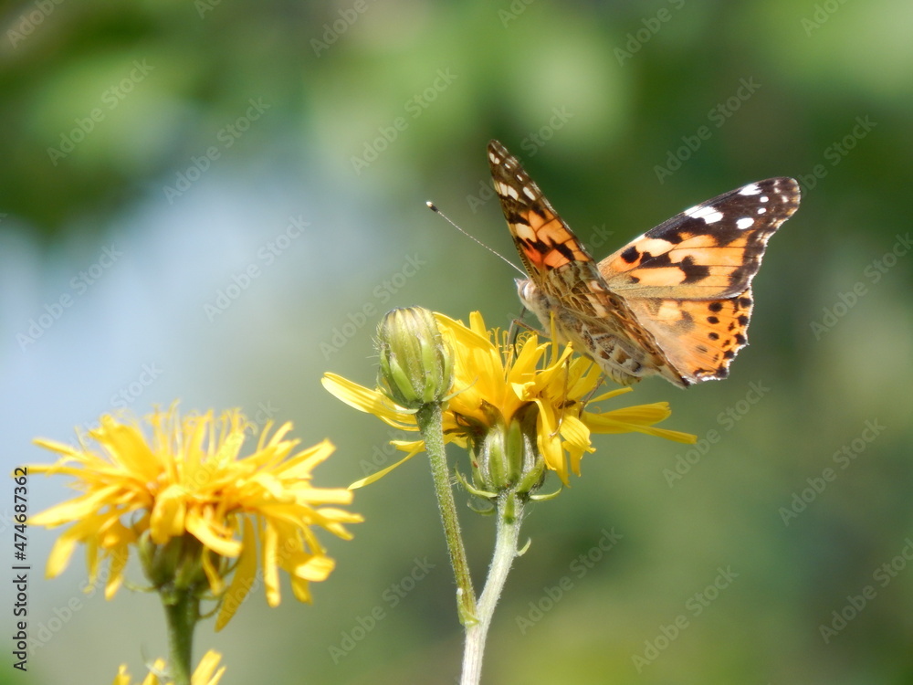 Beautiful Monarch butterfly on a yellow flower in summer. Macro image
