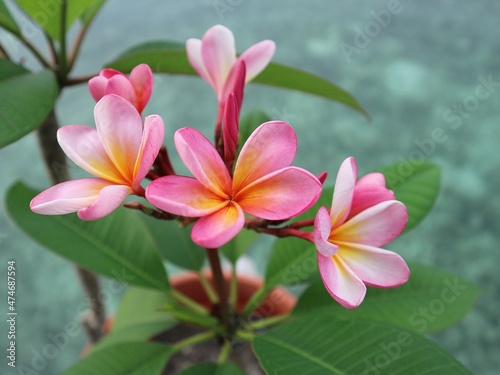 frangipani plumeria flower