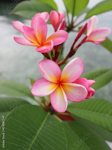 pink frangipani plumeria
