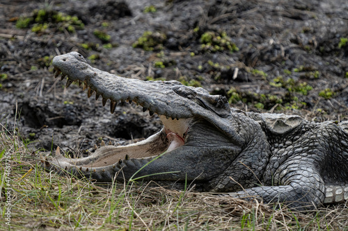 Siamese crocodile basks in the sun in Cat Tien National Park, Vietnam