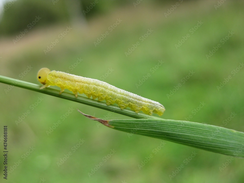 Macro shot of  green caterpillar 