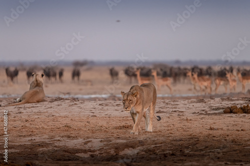 Lions and other animals at sunrise at Nxai Pan waterhole, Botswana
