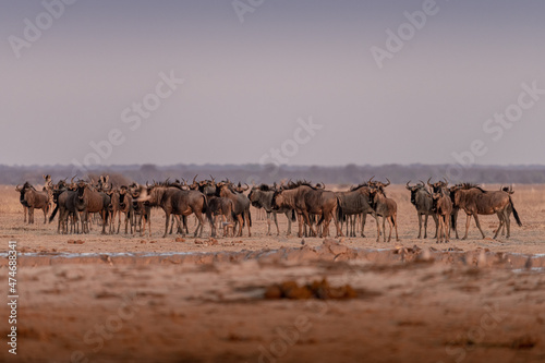Wildebeests at sunrise at Nxai Pan waterhole  Botswana