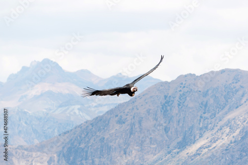 Soaring Andean condor over Colca Canyon in Peru