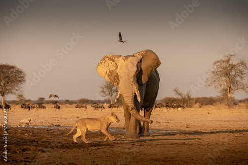 Photography Elephant and lion at sunrise at Nxai Pan waterhole, Botswana