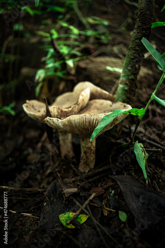 mushroom in the woods