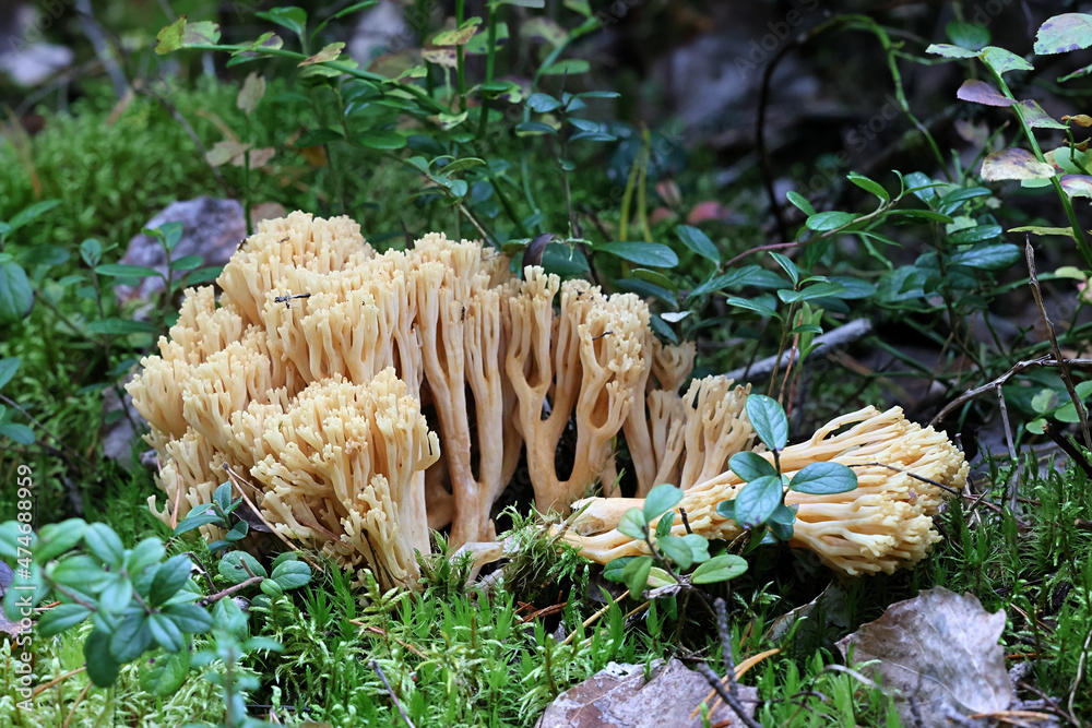Ramaria flava, also called Ramaria eosanguinea, commonly known as pale