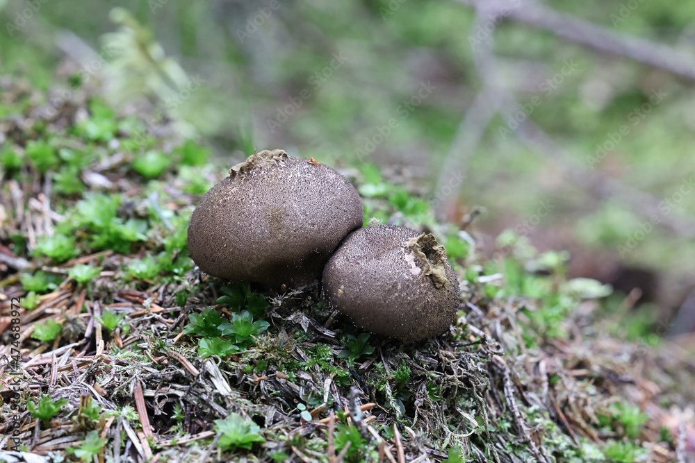 Lycoperdon sp, a puffball from Finland Lycoperdon sp, a puffball from Finland