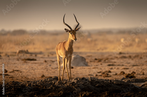 Impala at sunrise at Nxai Pan waterhole