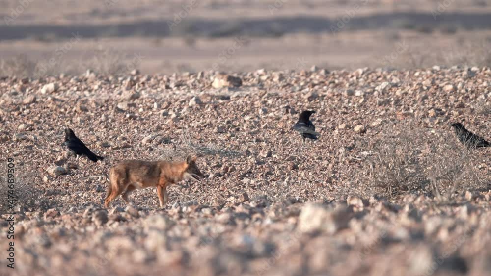 Golden Jackal running in the drsert raven standing around Golden Jackal running in the drsert raven standing around