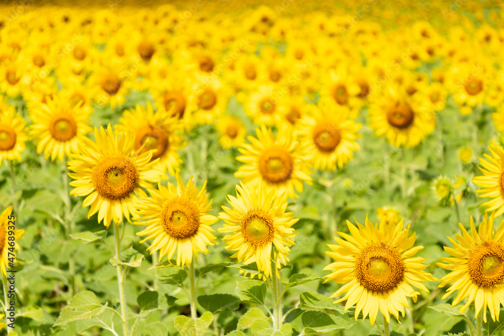 Beautiful yellow color sunflower in the agriculture farm background Beautiful yellow color sunflower in the agriculture farm background