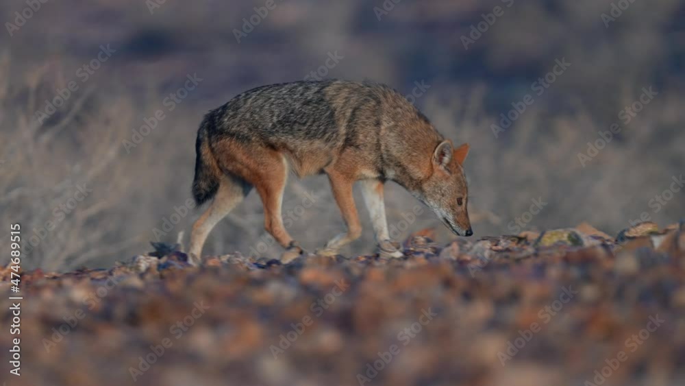 Golden Jackal walking in the desert Golden Jackal walking in the desert