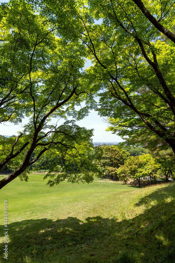 みずみずしい緑に包まれた初夏の奥卯辰山県民公園