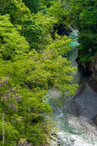 みずみずしい新緑に包まれた白山麓の観光名所・手取峡谷
