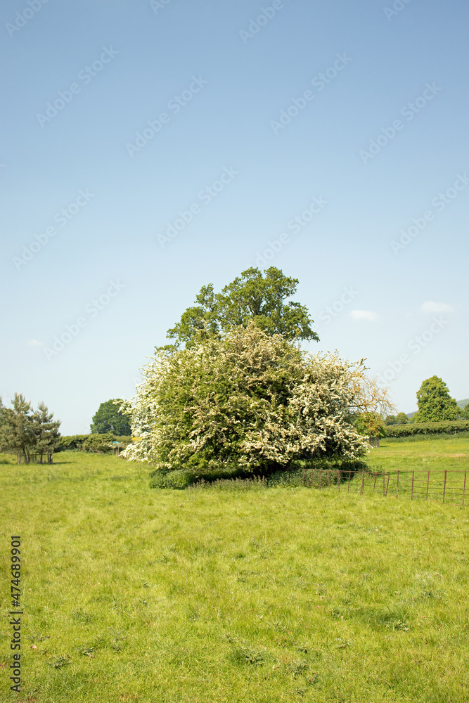 Obraz premium Countryside trees and rural scenery in the UK.