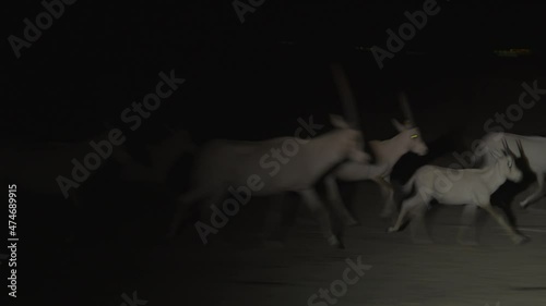 Arabian Oryx or white oryx (Oryx leucoryx) herd at active at night