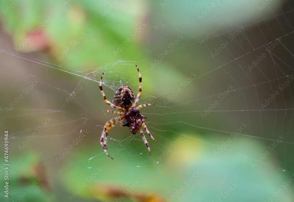 Eine Kreuzspinne in der Wildnis wartend auf ihre nächste Beute.
Eine Kreuzspinne in der Wildnis wartend auf ihre nächste Beute.