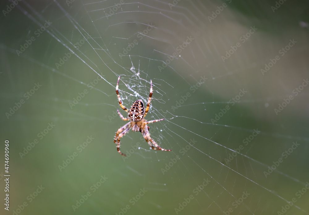 Eine Kreuzspinne in der Wildnis wartend auf ihre nächste Beute.
Eine Kreuzspinne in der Wildnis wartend auf ihre nächste Beute.