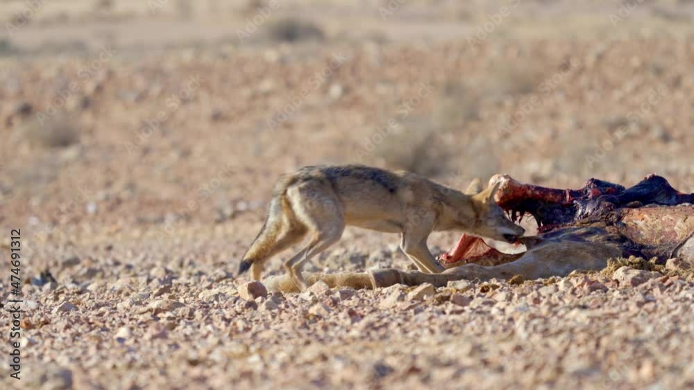 Arabian wolf young female eating carcass of a dead horse Arabian wolf young female eating carcass of a dead horse