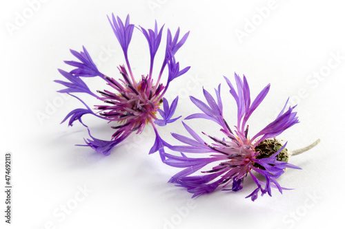Cyanus segetum - Cornflower. Flower background. © Kybele