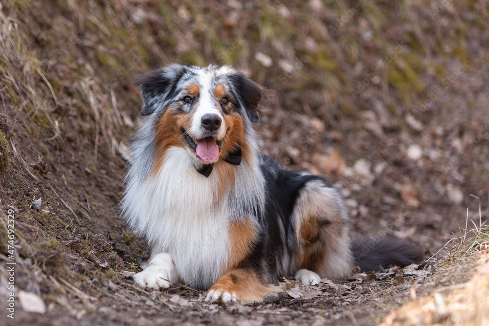 Aussie Australian shepherd of red-white-black color lies in the forest