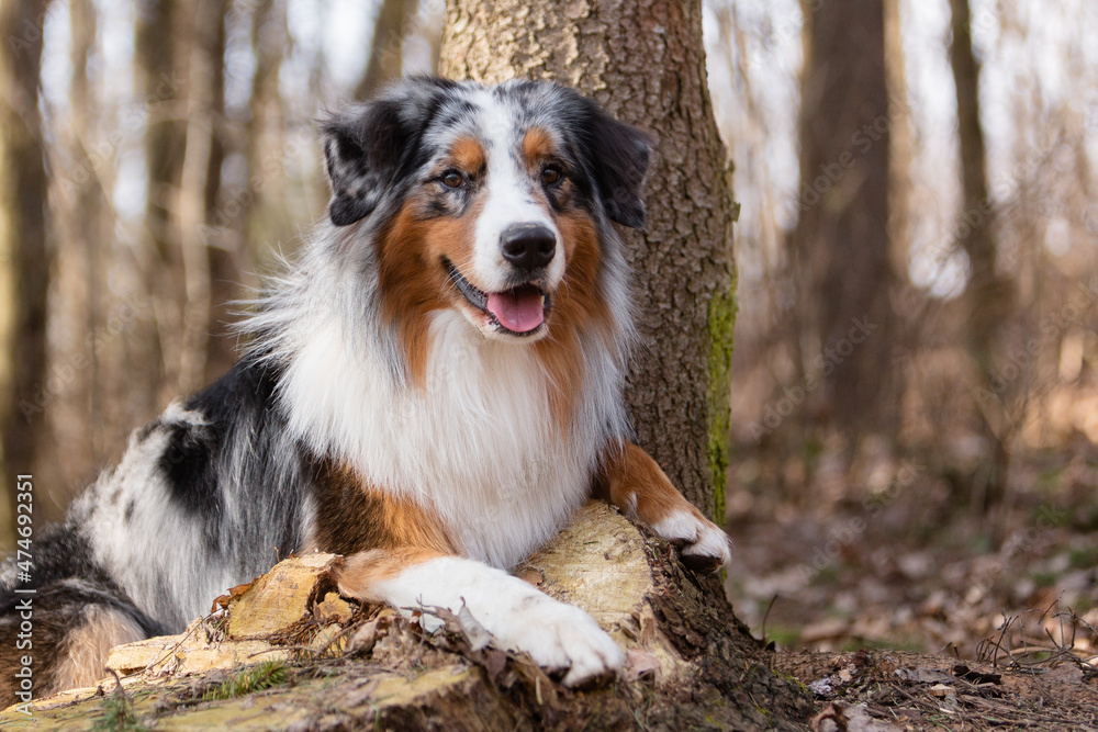 Aussie Australian shepherd of red-white-black color sits with his paws on a stump in the forest