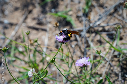 Ein Bienen oder Wespen Artiges Insekt auf einer Blüte.