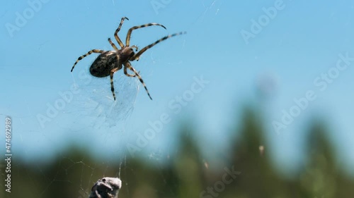 Tarantula in macro photography. Creative. The spider takes a large gray stone and carries it along the web and in the background you can see a bright blue cloudless sky. photo