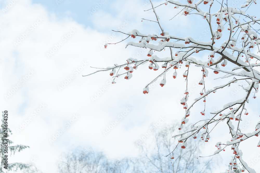 Snow covered branch of tree Sorbus aucuparia with red berries in a forest on winter day. Clear blue sky, winter concept. Soft selective focus, copy space