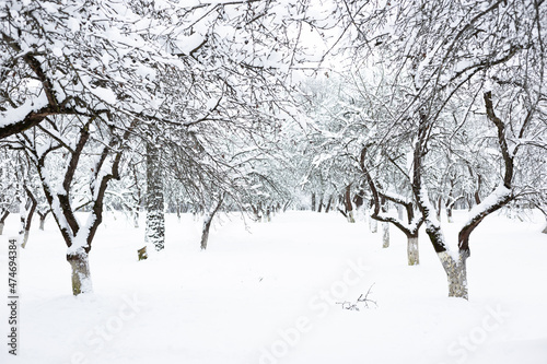 Snow-covered apple orchard on frosty winter day. Beautiful natural background © Zhuravleva Katia