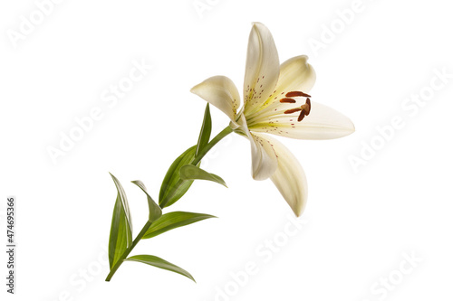White lily flower isolated on white background.