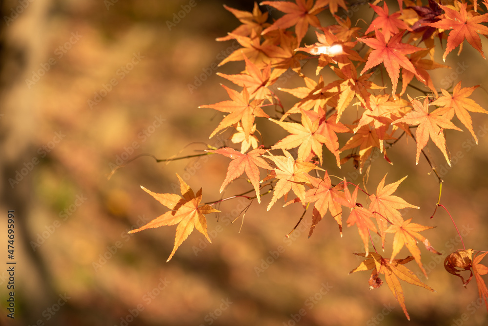 紅葉 紅葉