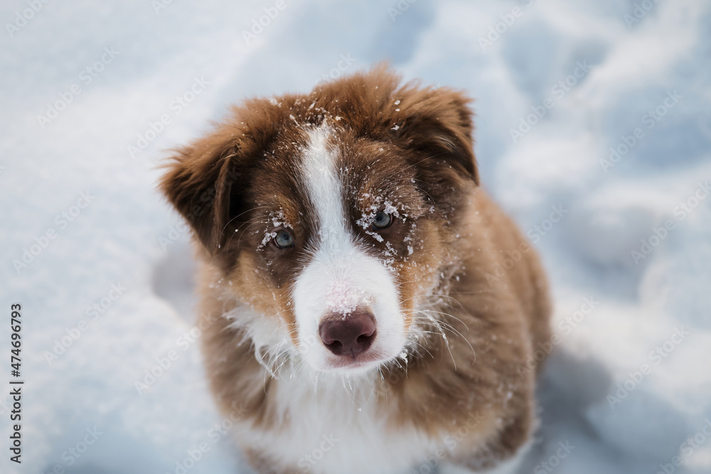 Aussie dog on walk in winter park. Close up portrait of snowflake on dogs muzzle. Portrait of Australian Shepherd puppy red tricolor with white stripe in snow top view.