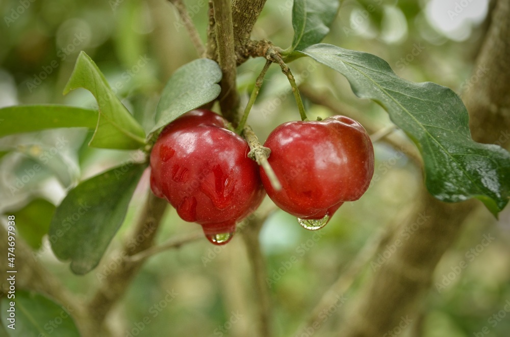 Obraz premium acerolas wet with raindrops