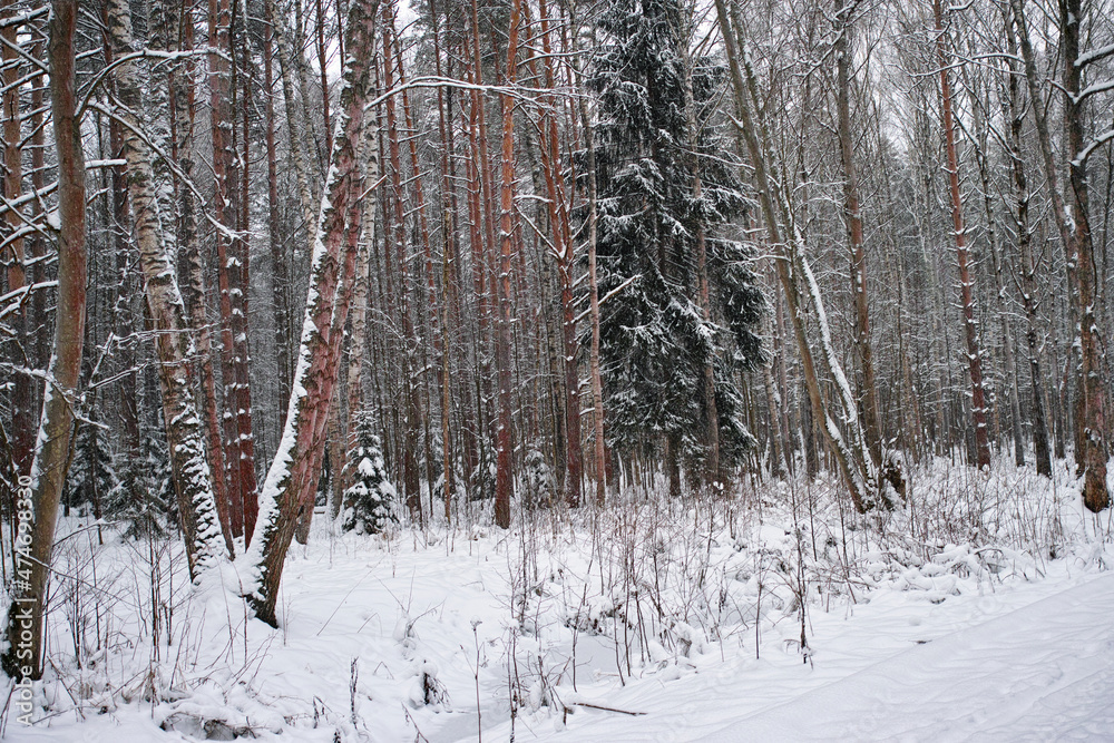 Fototapeta premium mixed forest in winter