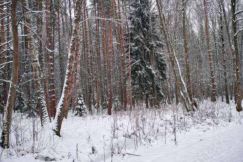 mixed forest in winter