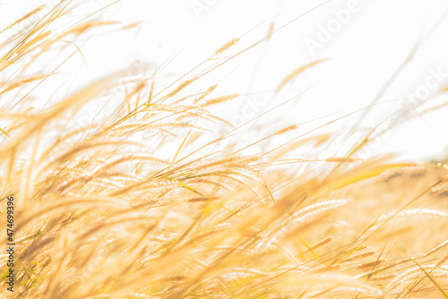 Blurred soft images of Grass flower which reflected sunlight in the morning, beautiful nature background.