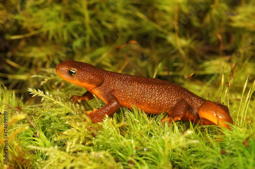 Close up of a subadult female Rough-Skinned Newt, Taricha granulosa on green moss in Northern California photo
