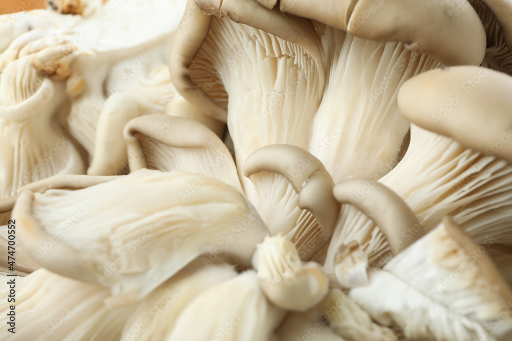 Oyster mushrooms all over background, close up Oyster mushrooms all over background, close up