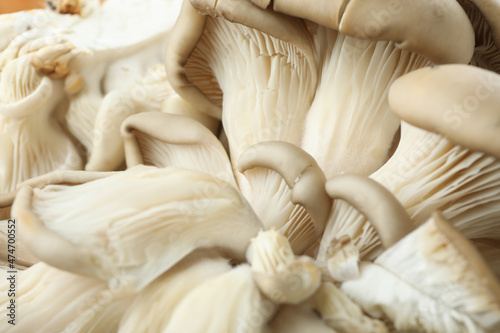 Oyster mushrooms all over background, close up