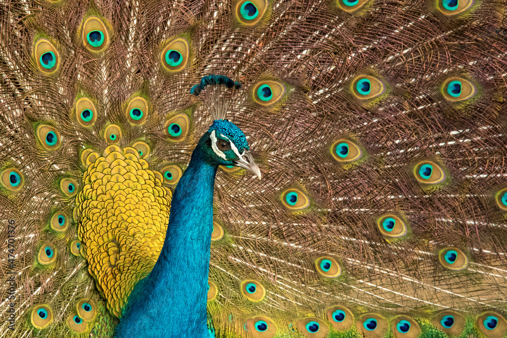 Obraz premium Peacock