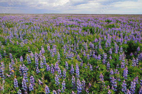 field of lavender in Island