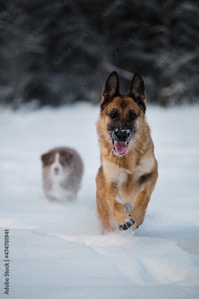 Two dogs in winter park. Australian Shepherd. German Shepherd dog runs fast forward through white snow against background of forest and is overtaken by small puppy aussie red tricolor.