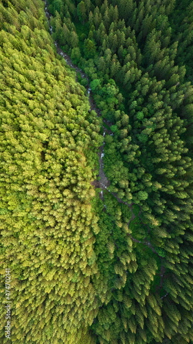 Aerial view of mountain stream flowing through pristine spruce forest. Green nature background of fir-tree tops in sunlight. Drone photo from directly above position