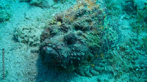 Close-up portrait of the Stonefish moves along the sandy bottom covered with green seagrass. Camera moving forwards. Reef Stonefish (Synanceia verrucosa). 4K-60fps photo